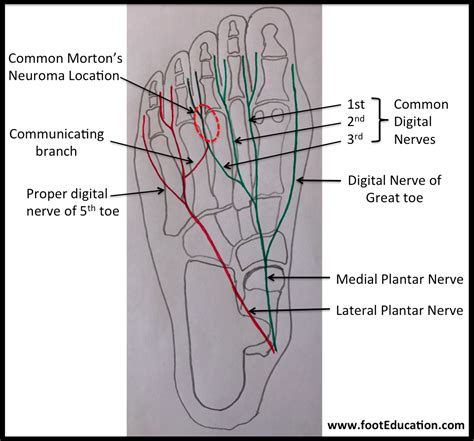 What nerve is connected to the second toe?