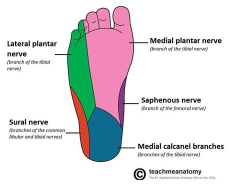 What nerve is for feet?