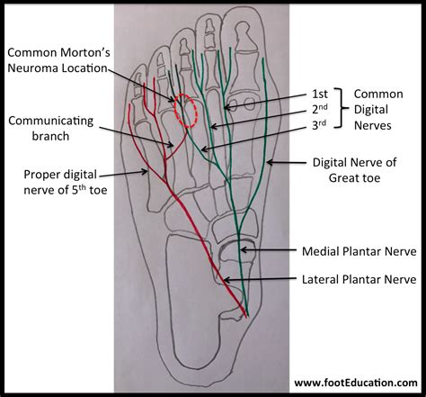 What nerve is in the second toe?