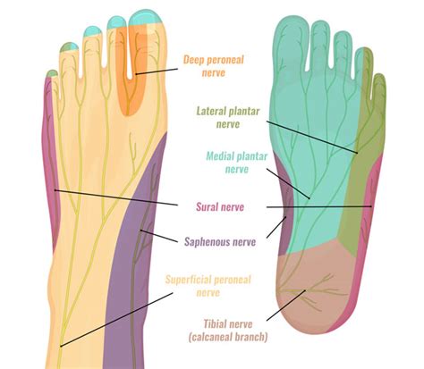 What nerve is pain under foot?