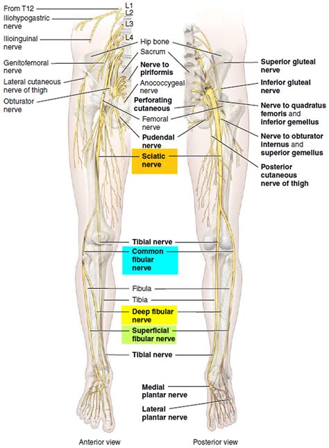 What nerves are in the leg and foot?