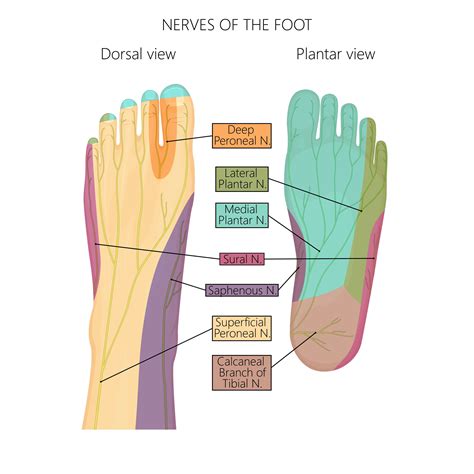 What nerves are in the right foot?