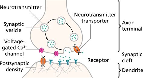 What neurotransmitter affects smooth muscle?