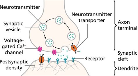 What neurotransmitter excites smooth muscle?