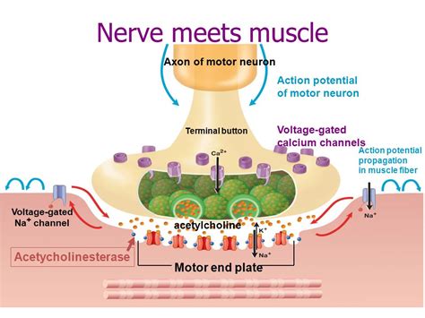 What neurotransmitter is needed to initiate a muscle contraction _?
