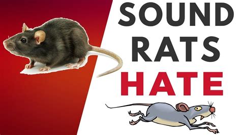 What noise do rats hate?