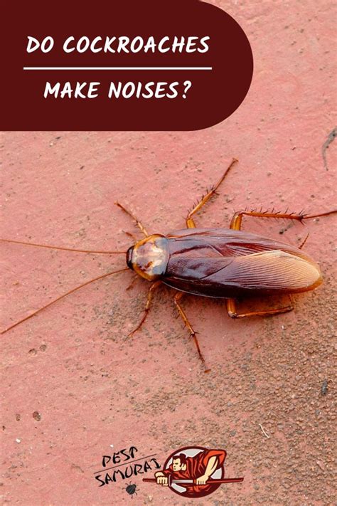 What noises do cockroaches hate?