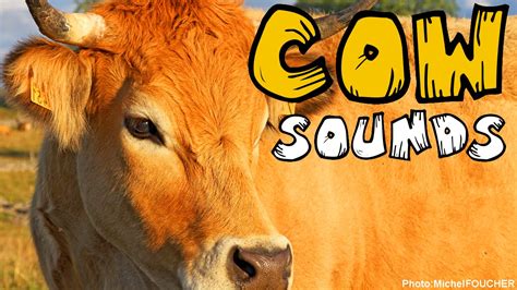 What noises scare cows?