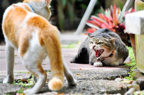 What not to do when cats are fighting?