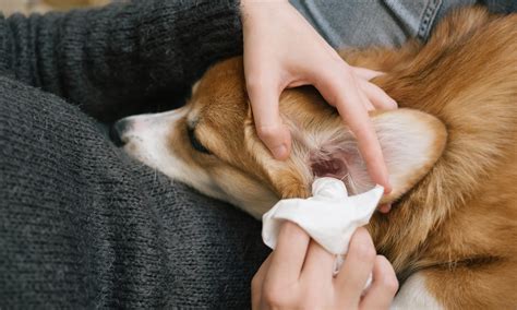 What not to do when cleaning dog ears?