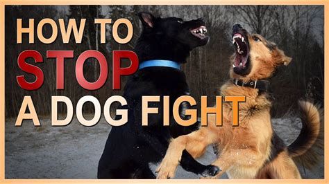 What not to do when dogs fight?