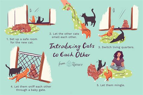 What not to do when introducing cats?