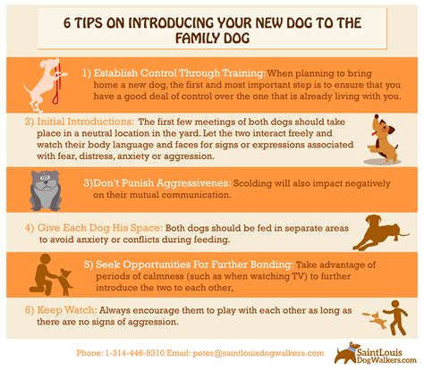 What not to do when introducing dogs?