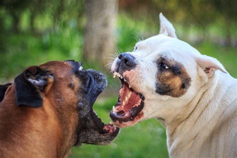 What not to do when two dogs are fighting?