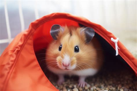 What not to do with a hamster?