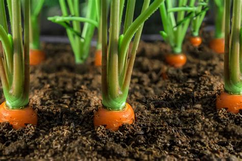 What not to plant next to carrots?