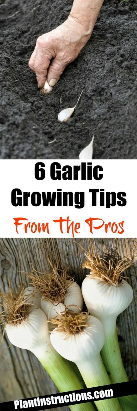 What not to plant next to garlic?