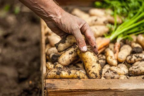 What not to plant next to potatoes?