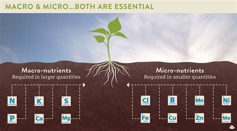 What nutrient does ammonia put in soil?