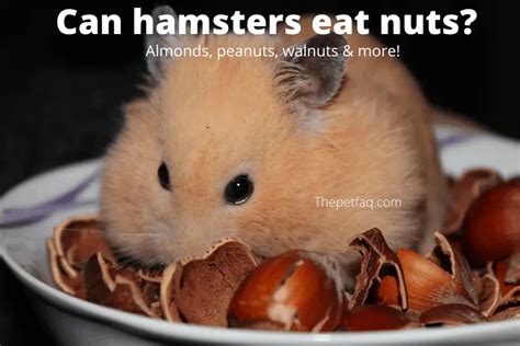 What nuts are poisonous to hamsters?