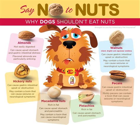 What nuts are toxic to dogs?