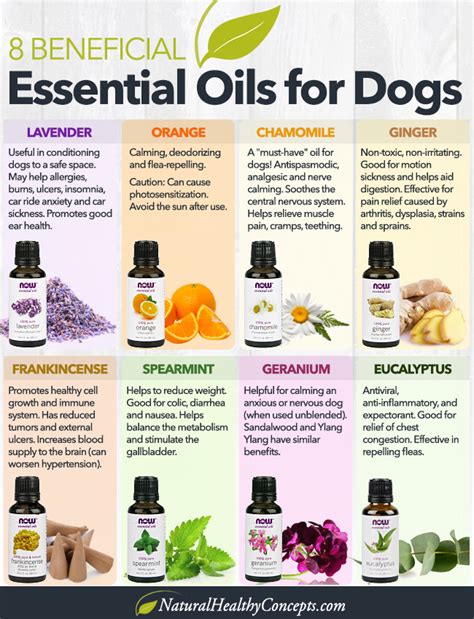 What oil can you put on dogs skin?