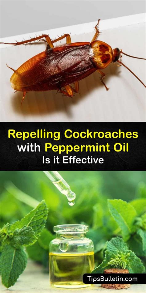 What oil do roaches hate?