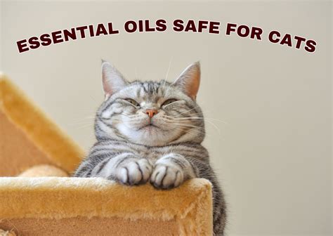 What oil is best for cats?