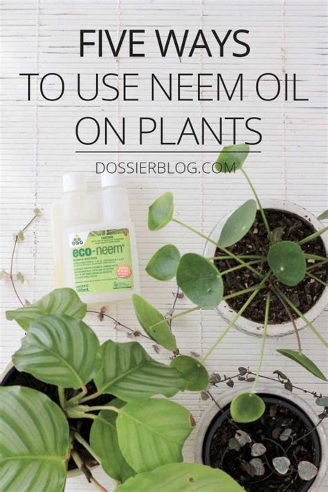 What oil is safe for plant leaves?