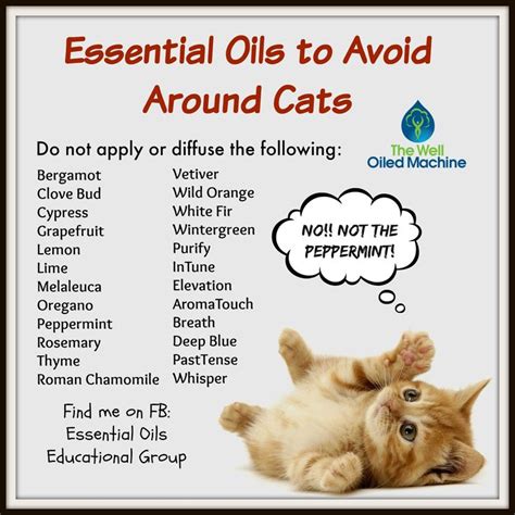 What oils are not safe for cats?