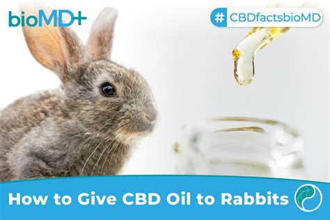 What oils are safe for rabbits?