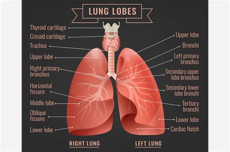 What opens up lungs?