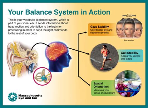 What organ affects balance?