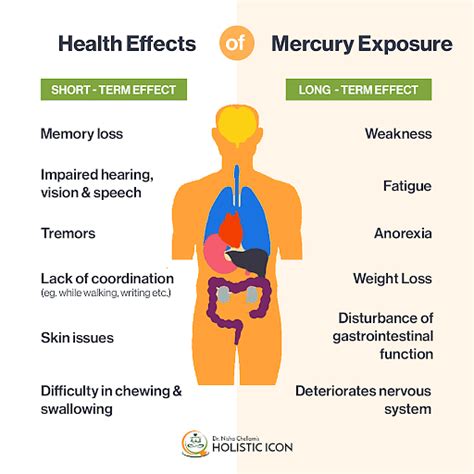 What organ does mercury damage?