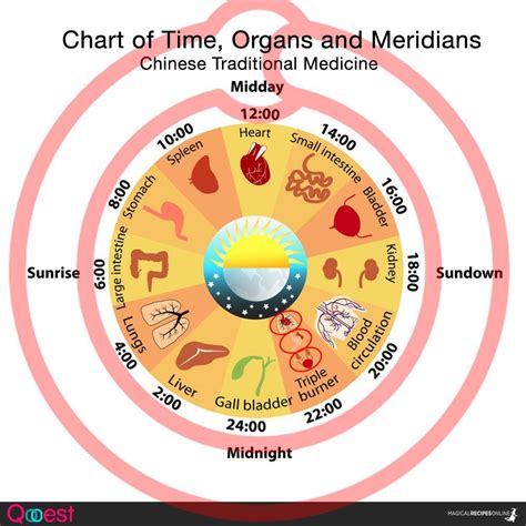 What organ is 3am?