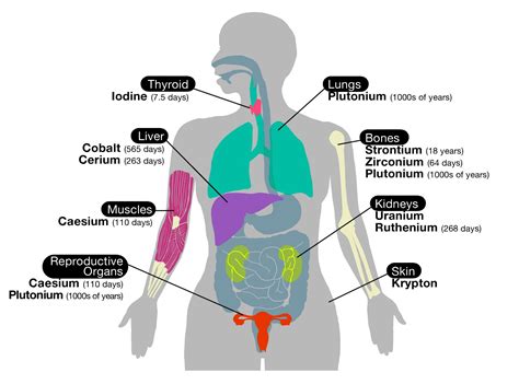 What organ is 6am?