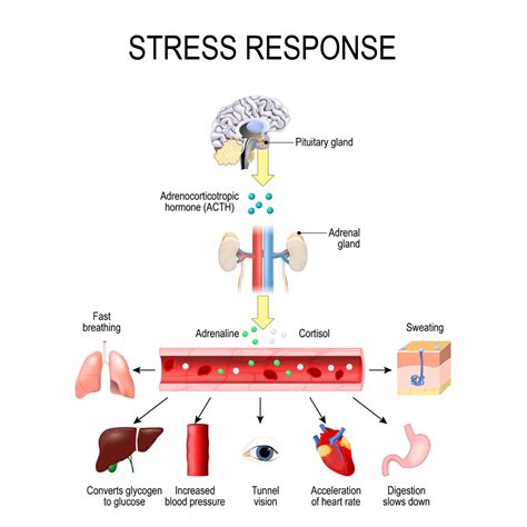 What organ is affected by loneliness?