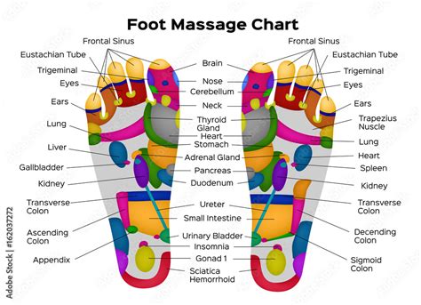 What organ is connected to the left foot?