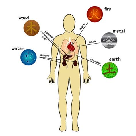 What organ is guilt in TCM?