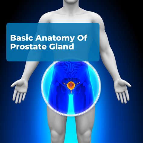 What organ is next to the prostate?