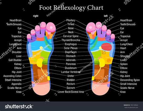 What organ is related to the foot?