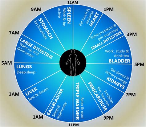 What organ is working at 4am?