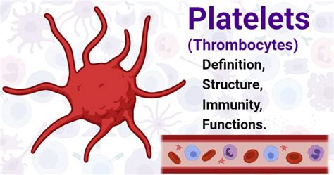 What organ makes platelets?