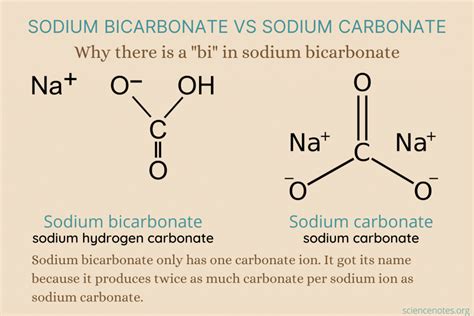 What organ produces sodium bicarbonate?