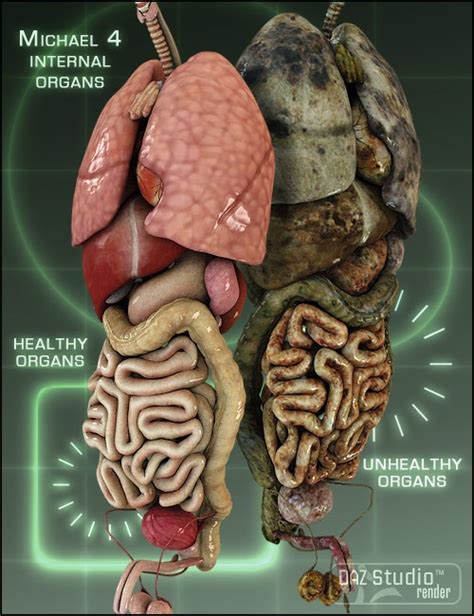 What organ works at 4am?