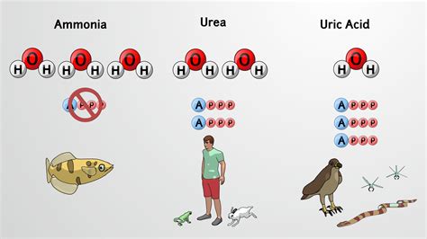 What organisms excrete urea?