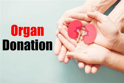 What organs are best to donate?