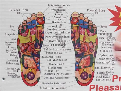 What organs are connected to the left foot?
