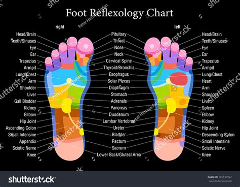 What organs are related to the foot?
