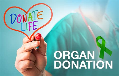 What organs can a living donor donate?